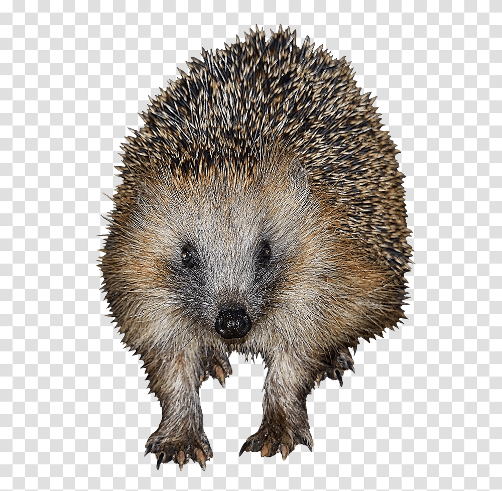 Frontal Clip Art Of Hedgehog Domesticated Hedgehog, Mammal, Animal, Rat, Rodent Transparent Png