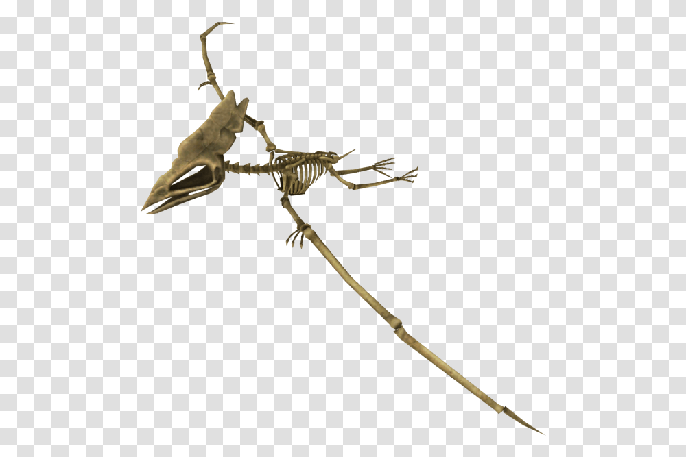 Frontier Insect, Skeleton, Bow, Arrow, Symbol Transparent Png