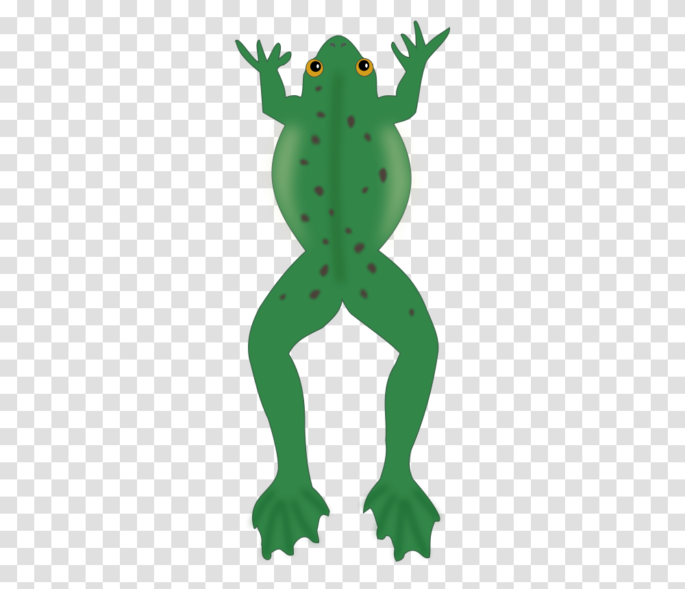 Frosch, Animals, Plant, Amphibian, Wildlife Transparent Png