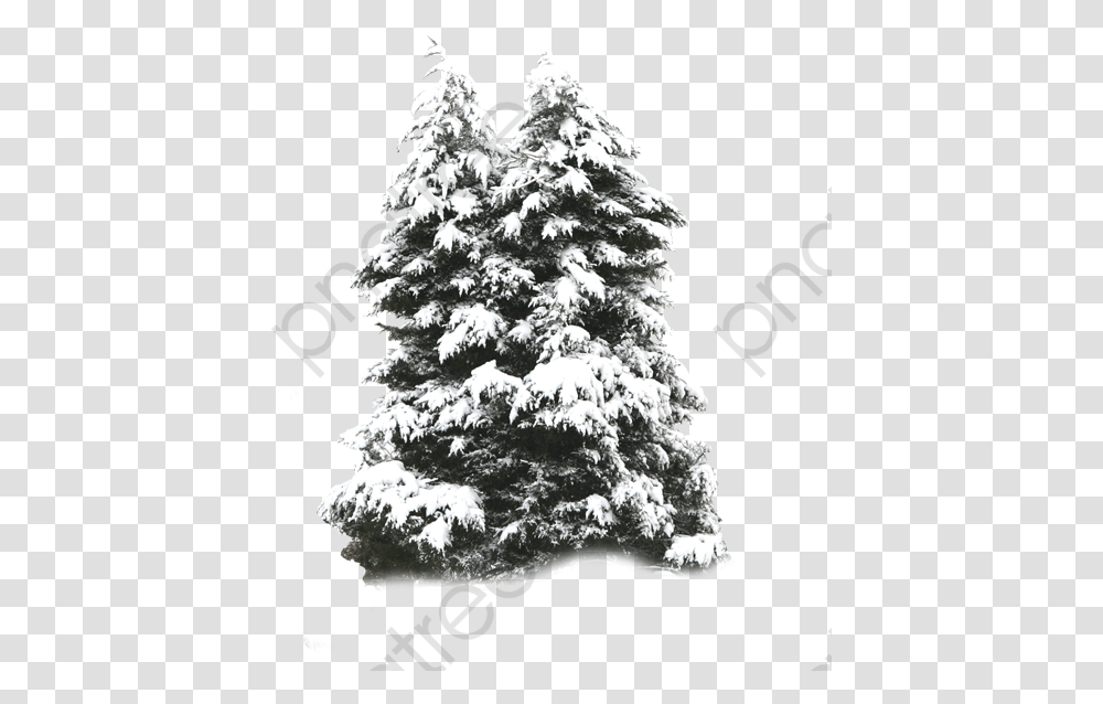 Frost Psd Frost Psd Tree With Snow, Plant, Christmas Tree, Ornament, Fir Transparent Png