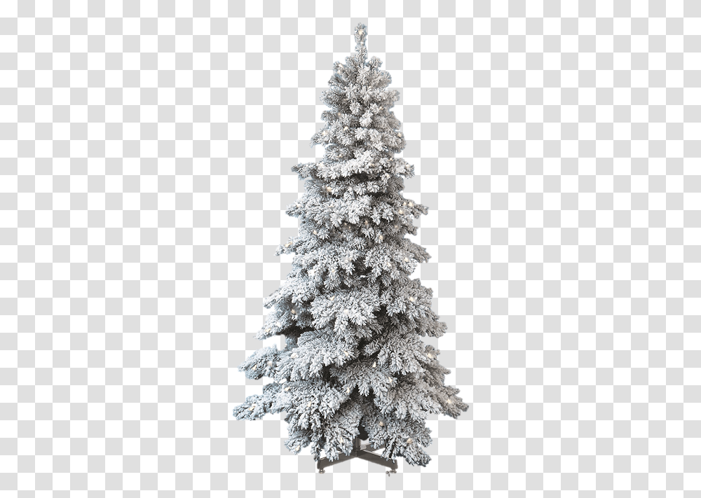 Frost Snow Covered Tree, Christmas Tree, Ornament, Plant, Outdoors Transparent Png