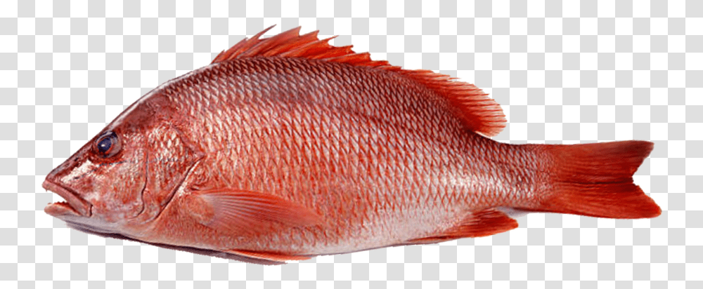 Frozen Red Fish, Animal, Goldfish, Perch Transparent Png
