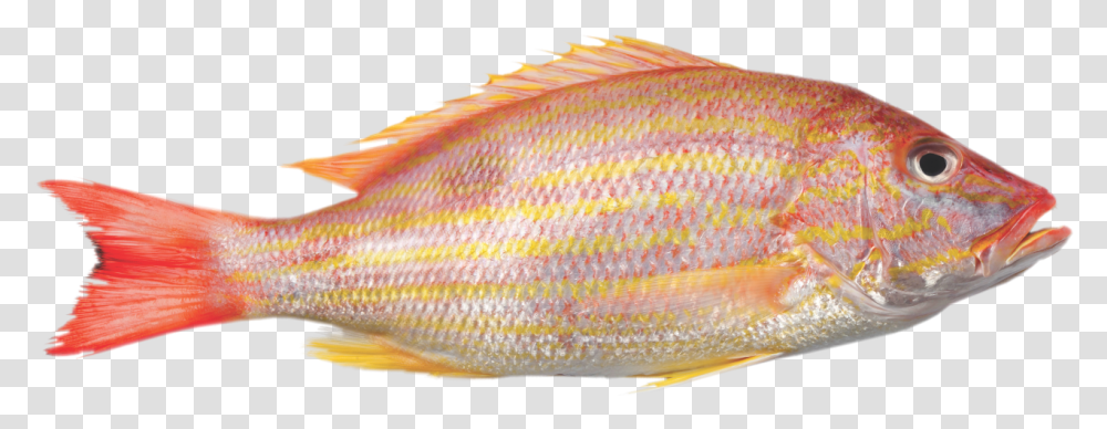 Frozen Yellow Tail Snapper, Fish, Animal, Angelfish, Sea Life Transparent Png