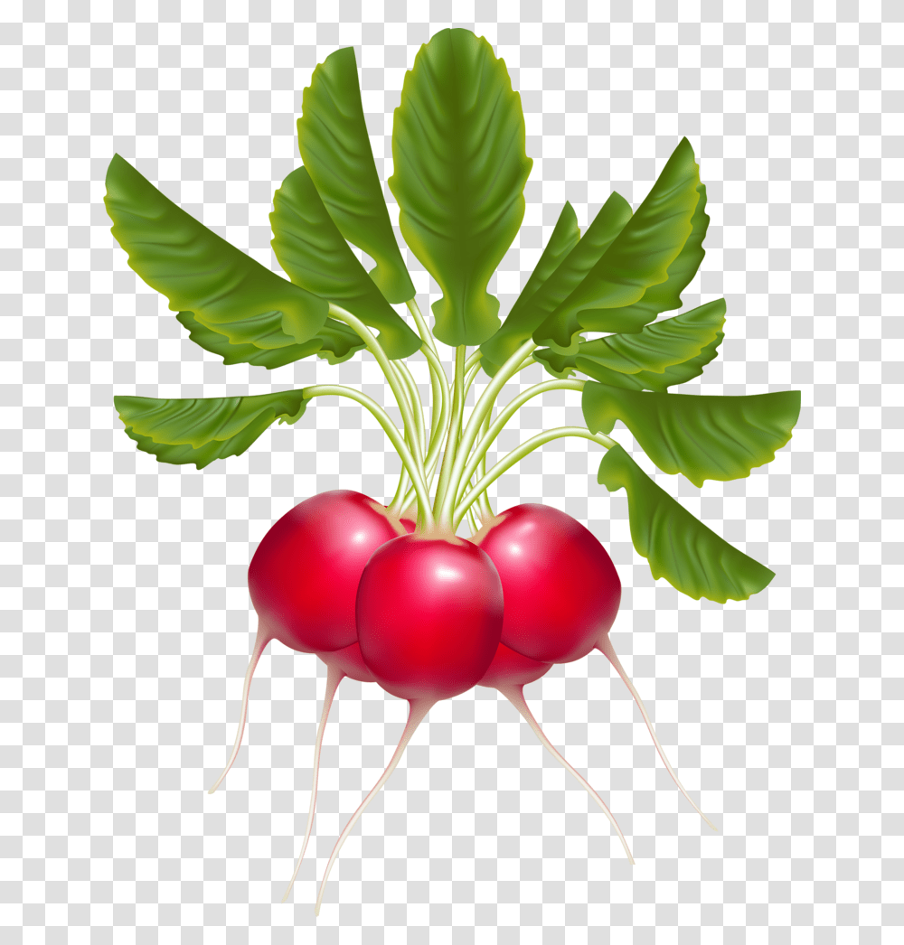 Fruit And Radish Clipart, Plant, Vegetable, Food, Produce Transparent Png