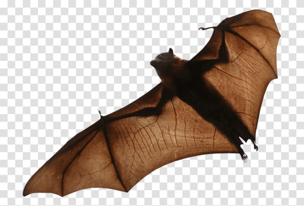 Fruit Bat Background, Leaf, Plant, Wildlife, Animal Transparent Png