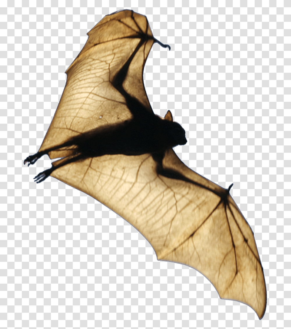 Fruit Bat, Wildlife, Animal, Mammal, Bird Transparent Png