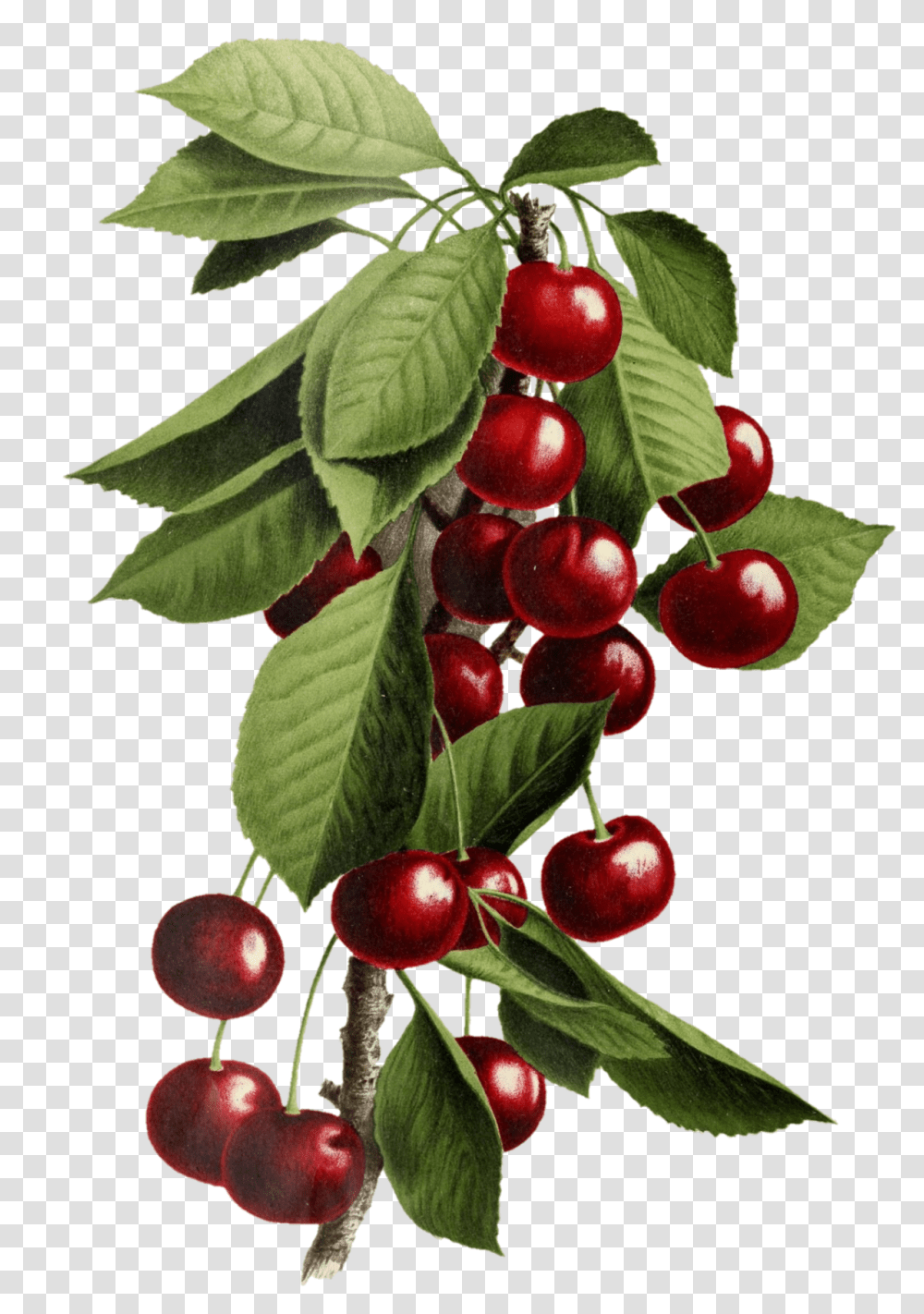 Fruit Cherries Vintage Old Free Stock Fitness Nutrition, Plant, Food, Cherry Transparent Png