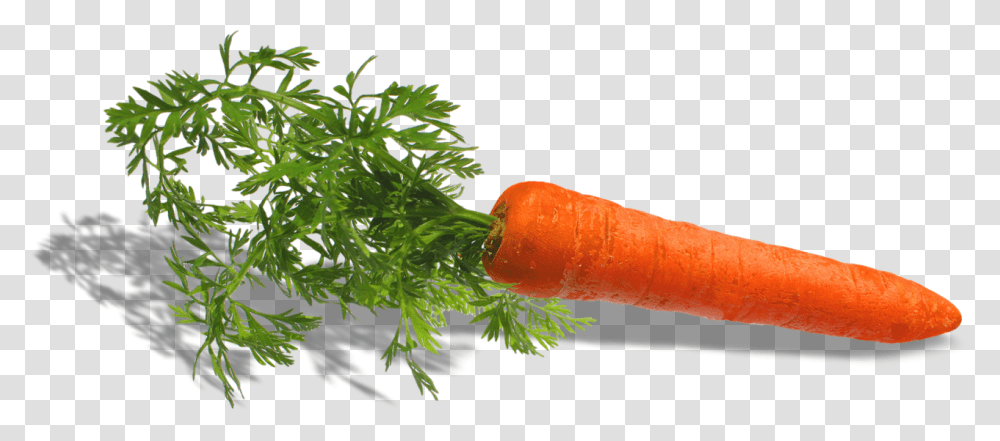 Fruit Et Legumes Carrot, Plant, Vegetable, Food Transparent Png