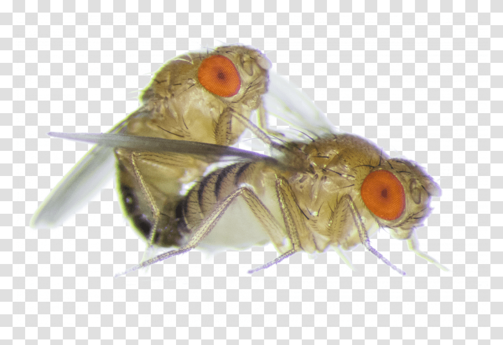 Fruit Fly Fruit Flies, Insect, Invertebrate, Animal, Bird Transparent Png