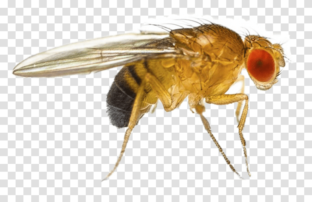 Fruit Fly Fruit Flies, Insect, Invertebrate, Animal, Flea Transparent Png