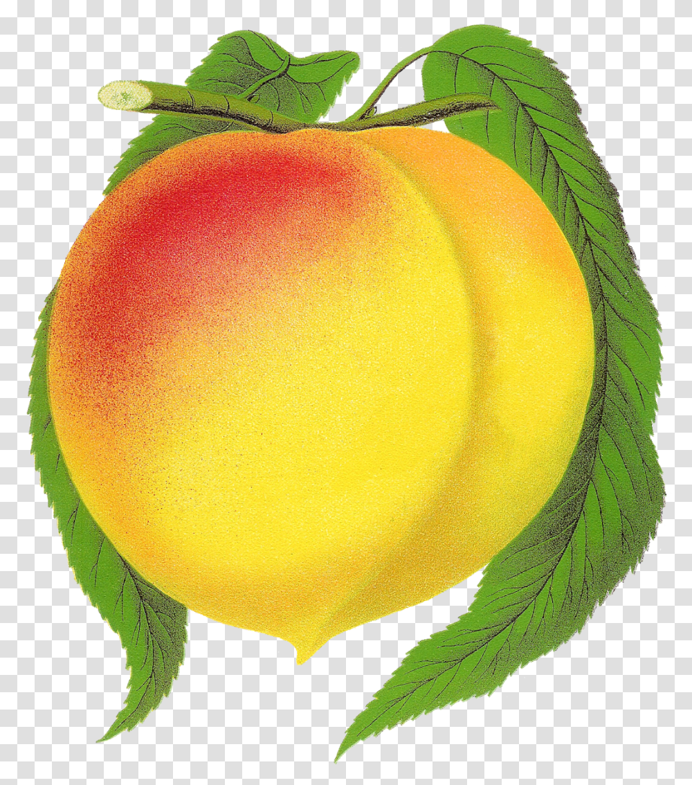 Fruit Peach Clipart New Globe Illustration Botanical Clip Art, Plant, Food, Produce, Apricot Transparent Png