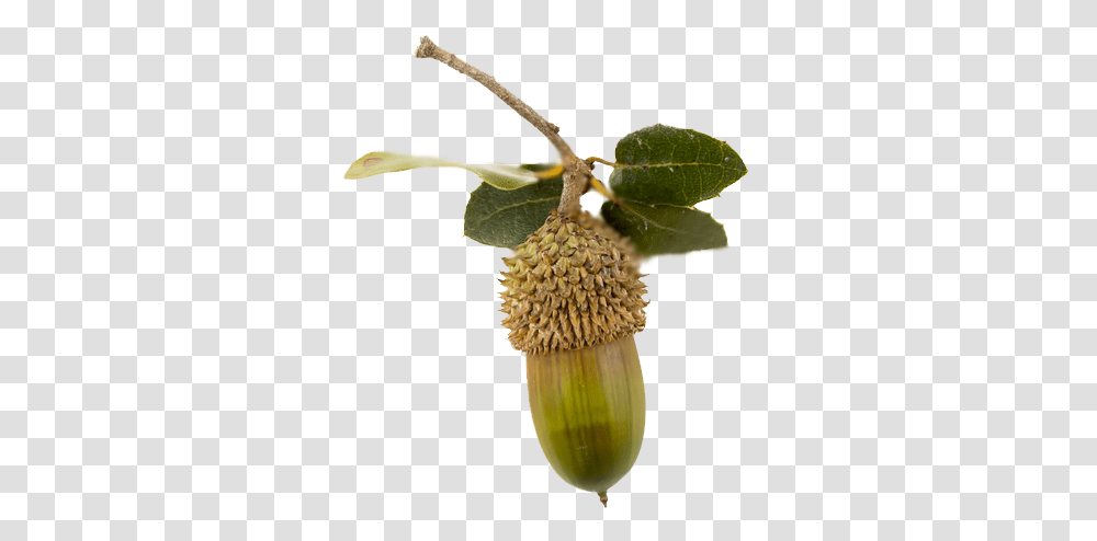 Fruit, Plant, Seed, Grain, Produce Transparent Png