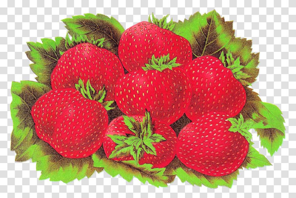 Fruit Strawberry Digital Download Image Strawberry, Plant, Food, Raspberry, Flower Transparent Png