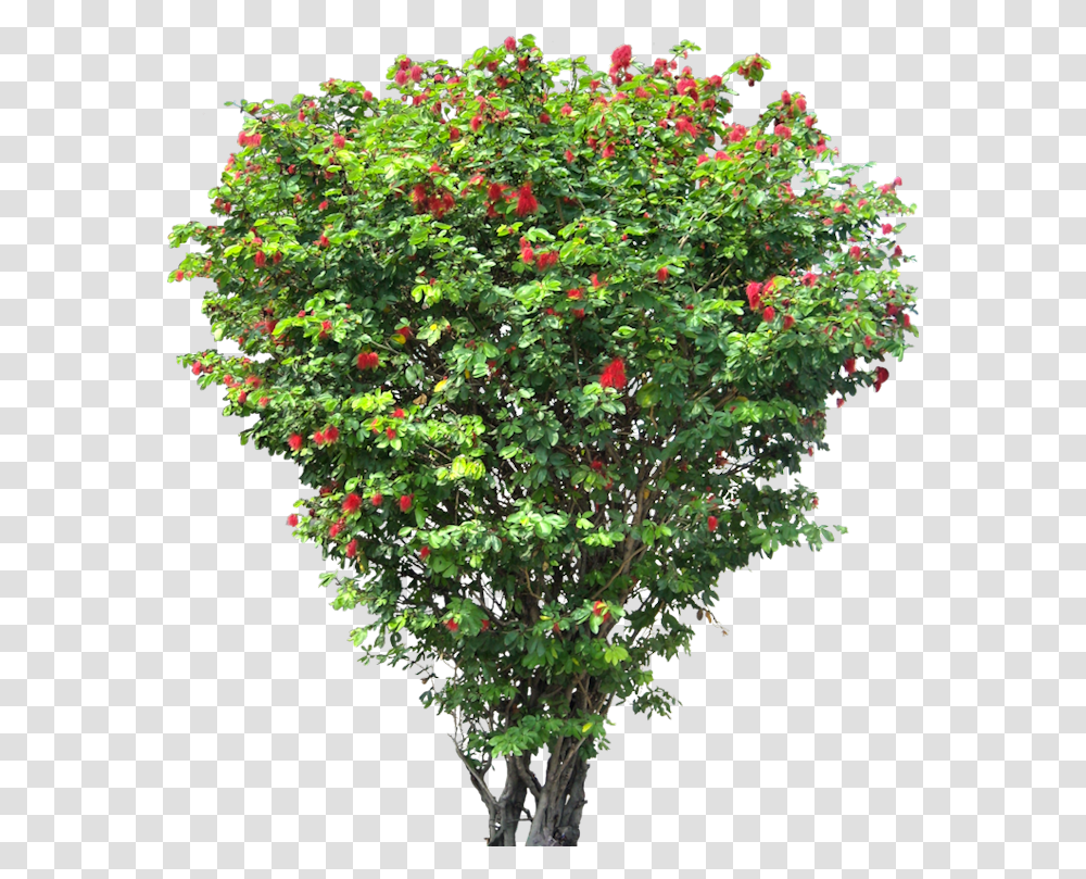 Fruit Tree 2 Image Small Flower Tree, Bush, Vegetation, Plant, Maple Transparent Png