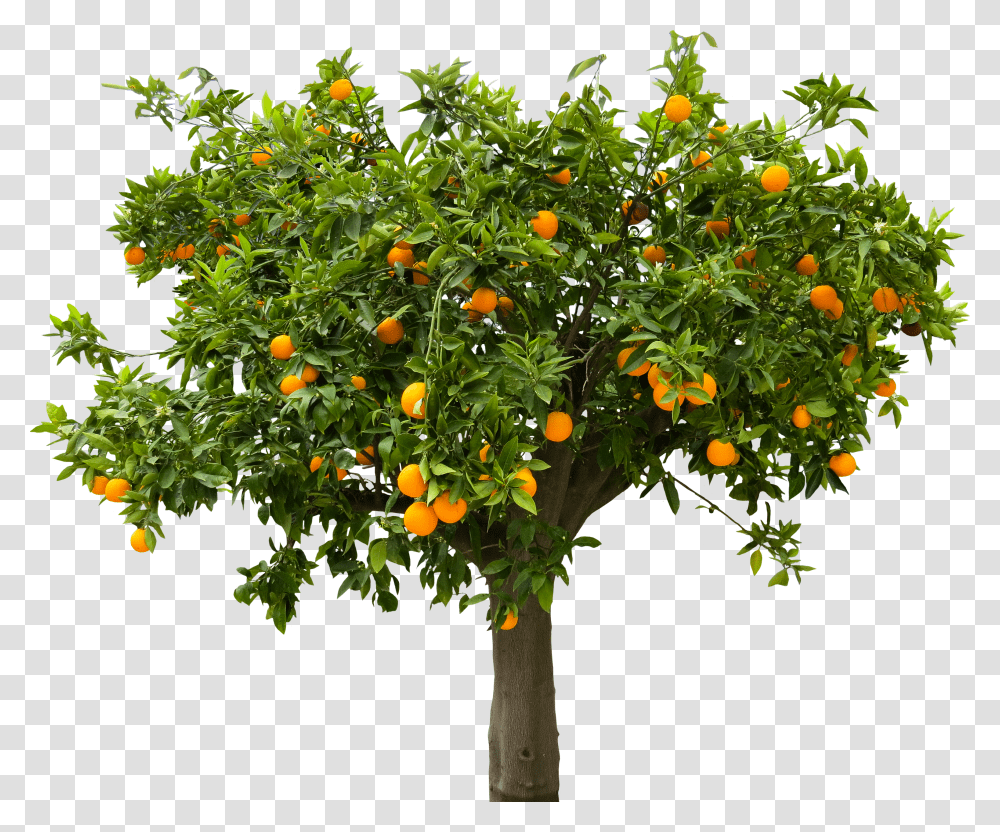 Fruit Tree 3 Image Fruit Tree Transparent Png