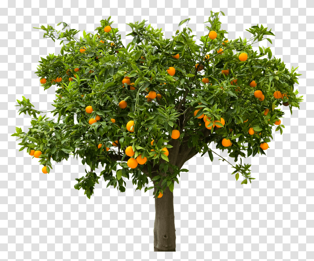 Fruit Tree, Citrus Fruit, Plant, Food, Orange Transparent Png