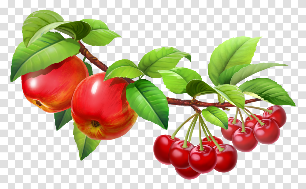 Fruit Tree Hd Image Free Download Fruit In A Tree Clipart, Plant, Food, Cherry, Leaf Transparent Png