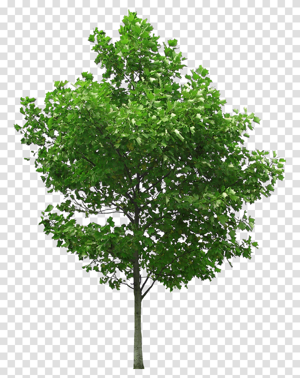 Fruit Tree Photography Oak Tree, Plant, Sycamore, Bush, Vegetation Transparent Png