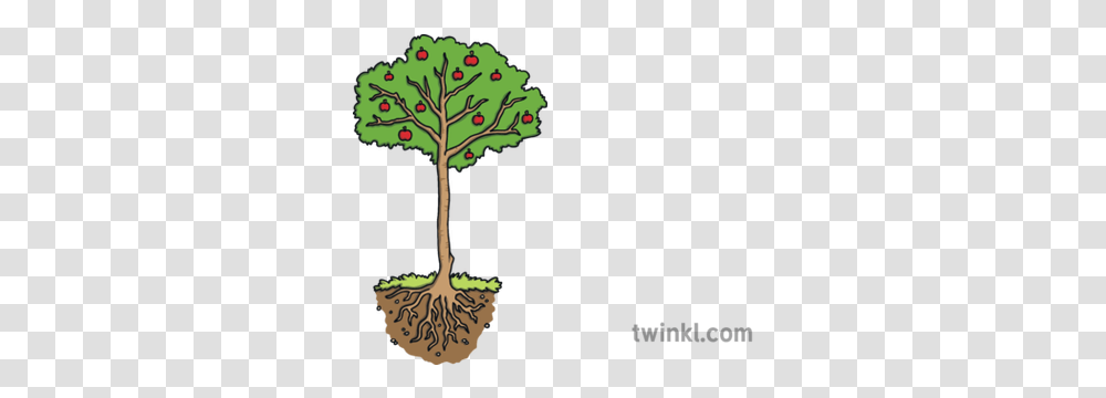 Fruit Tree With Roots Science Plant Apple Ks1 Illustration Soil, Flower, Blossom, Palm Tree, Arecaceae Transparent Png