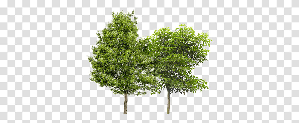 Fruit Trees Platanus Acerifolia, Plant, Oak, Maple, Vegetation Transparent Png