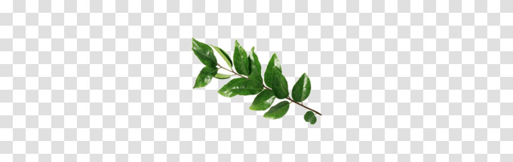 Fruit Vegetables, Leaf, Plant, Annonaceae, Tree Transparent Png