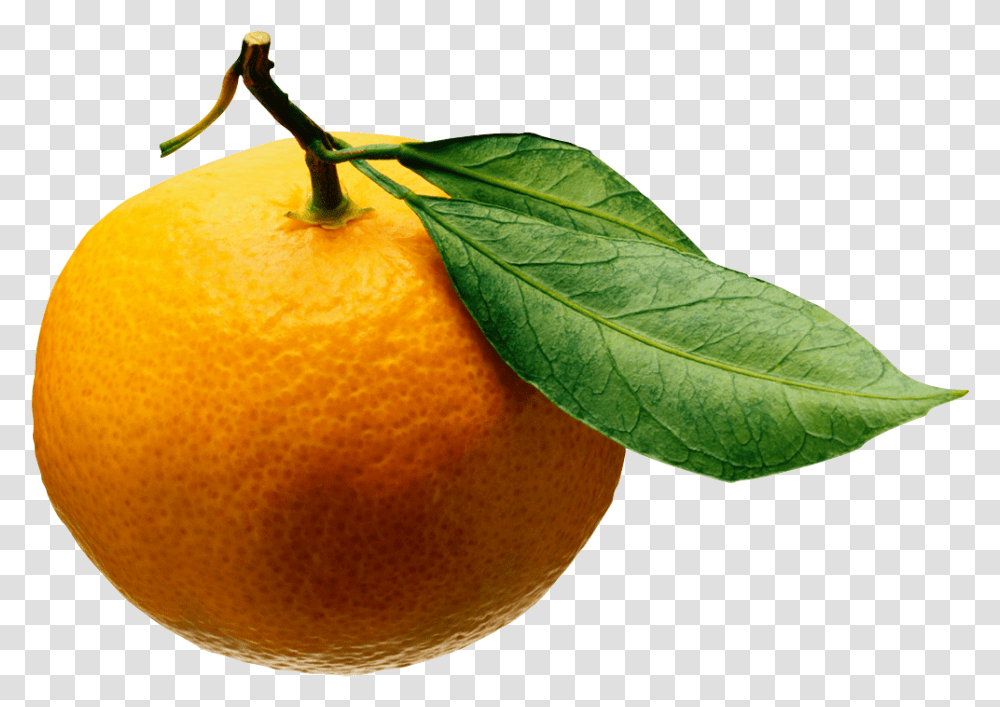 Fruits And Vegetables On Download Disease Cycle Of Citrus Greening, Citrus Fruit, Plant, Food, Orange Transparent Png