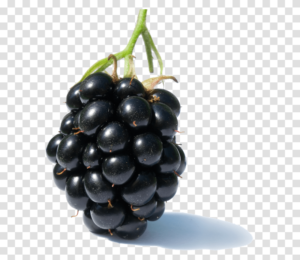 Fruits Clipart 1 Blackberry Fruit, Plant, Grapes, Food, Pineapple Transparent Png
