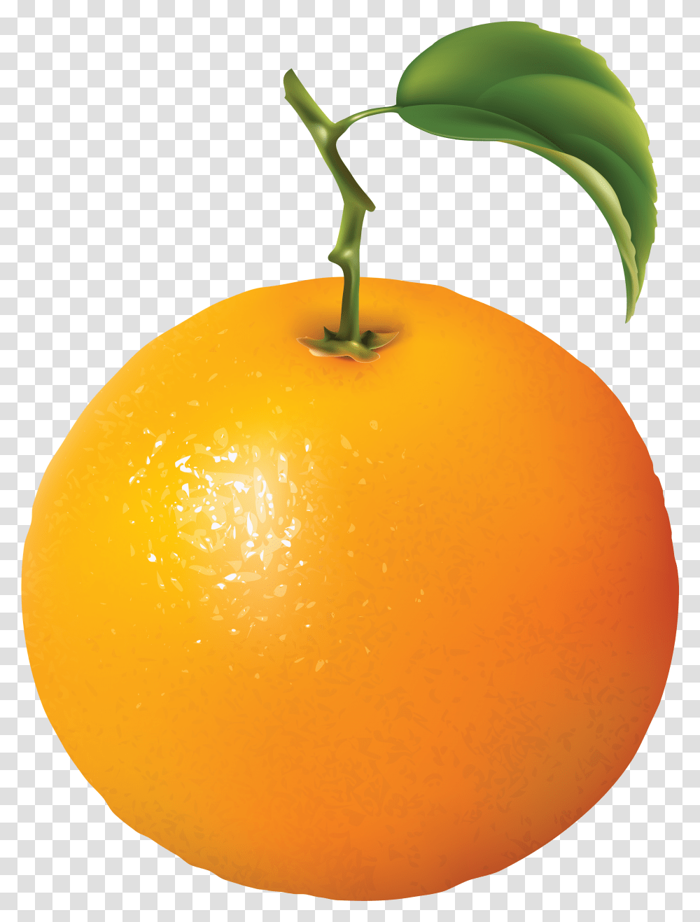 Fruits Clipart Diagram Of An Orange, Citrus Fruit, Plant, Food, Grapefruit Transparent Png