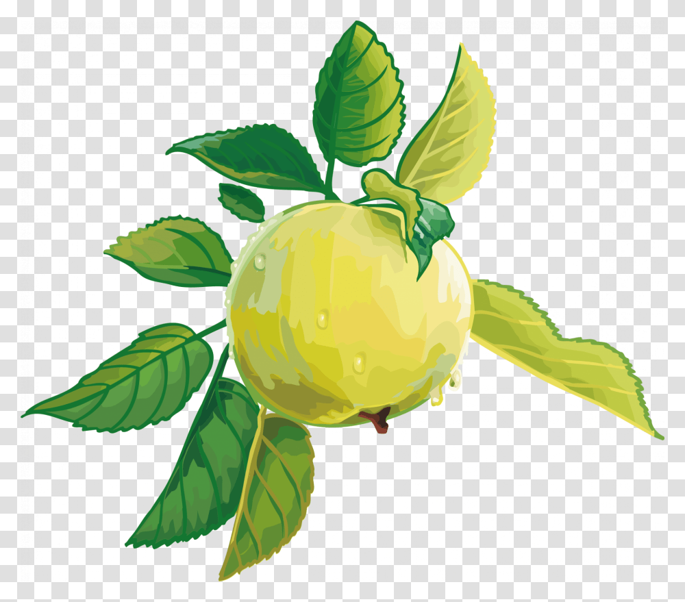 Fruits Food And Beverages Download Royalty Free Vector Clip Art, Green, Plant, Leaf, Produce Transparent Png