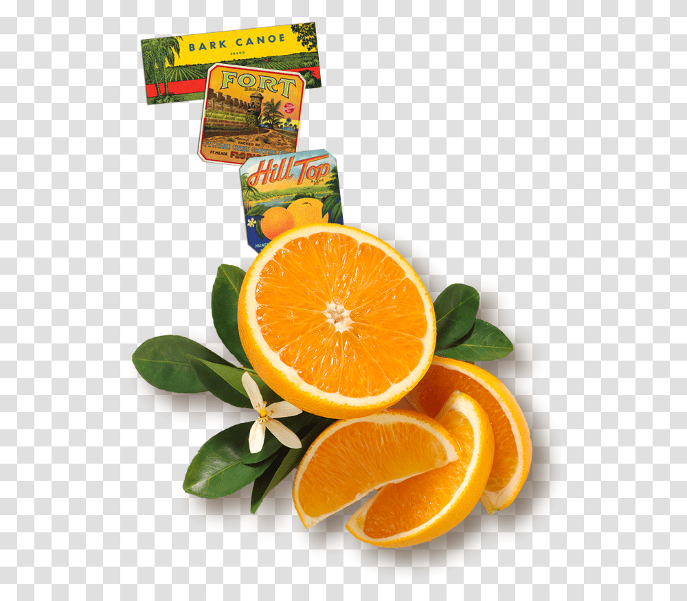 Fruits From Top, Orange, Citrus Fruit, Plant, Food Transparent Png