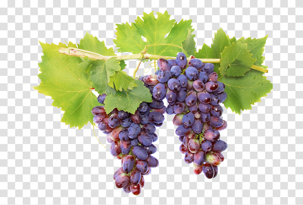 Fruits Raisins Vigne, Plant, Grapes, Food, Vine Transparent Png