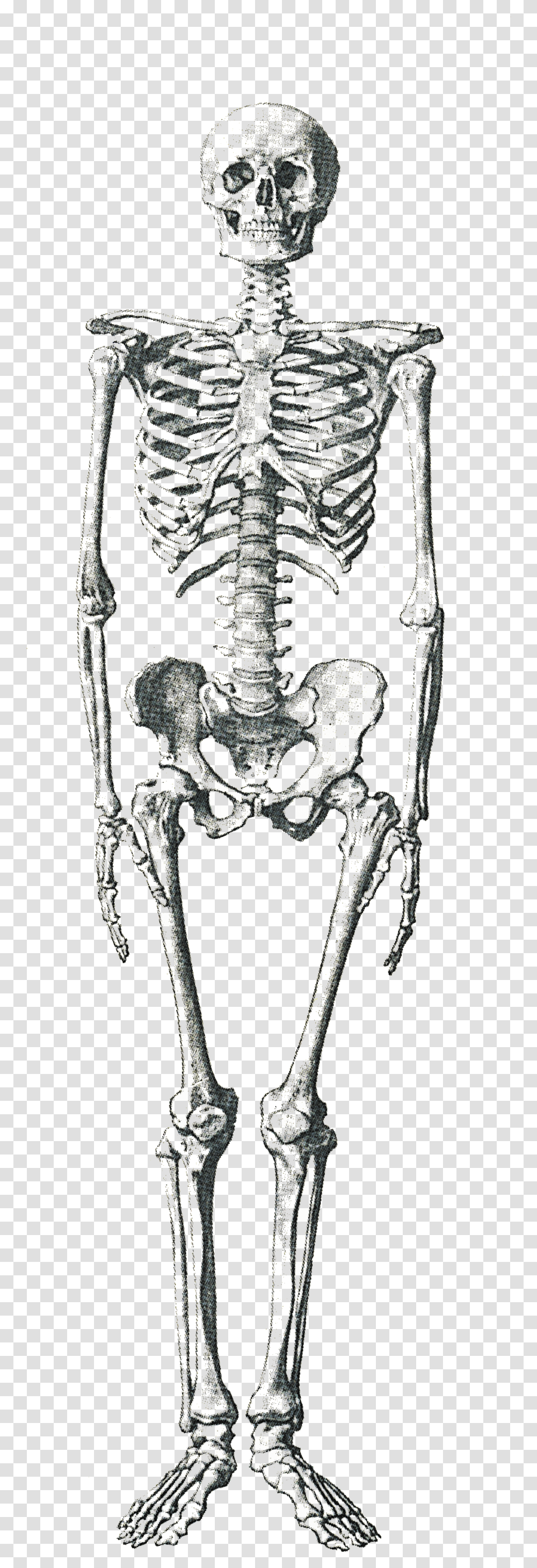 Ft Compared To Human, Skeleton Transparent Png