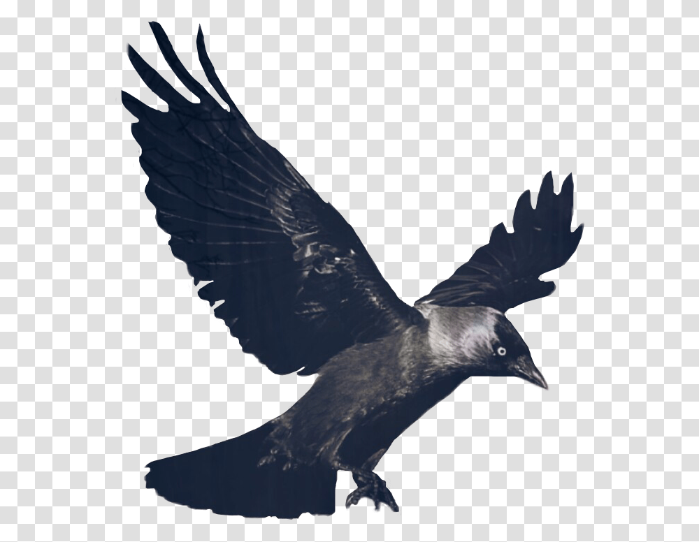 Ftegothic Gothic Goth Crow Raven Bird Black Fly Dailyst, Animal, Flying, Blackbird, Agelaius Transparent Png