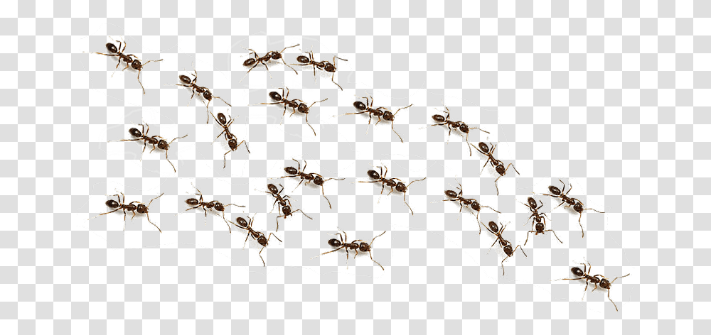 Ftestickers Ant Animals Ants Freetoedit Background Ants, Stencil, Wasp, Insect, Invertebrate Transparent Png