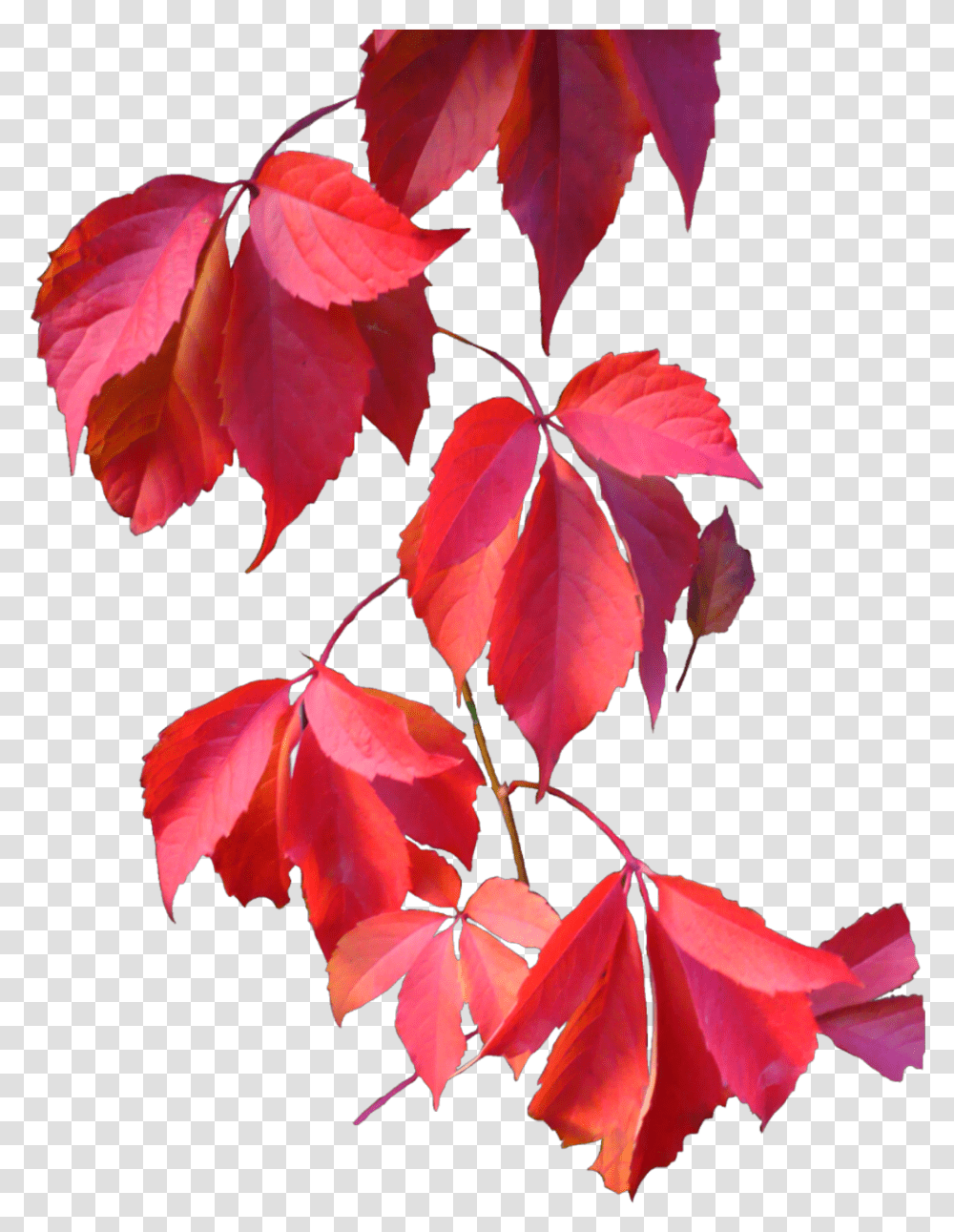 Ftestickers Autumn Tree Leaves Fallcolors Tumhara Dil Mere Dil Ke Barabar, Leaf, Plant, Maple, Maple Leaf Transparent Png
