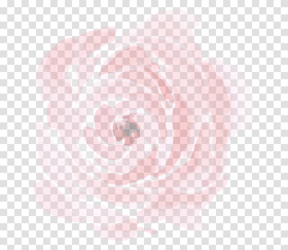 Ftestickers Background Overlay Peony Rose Garden Roses, Flower, Plant, Blossom, Petal Transparent Png