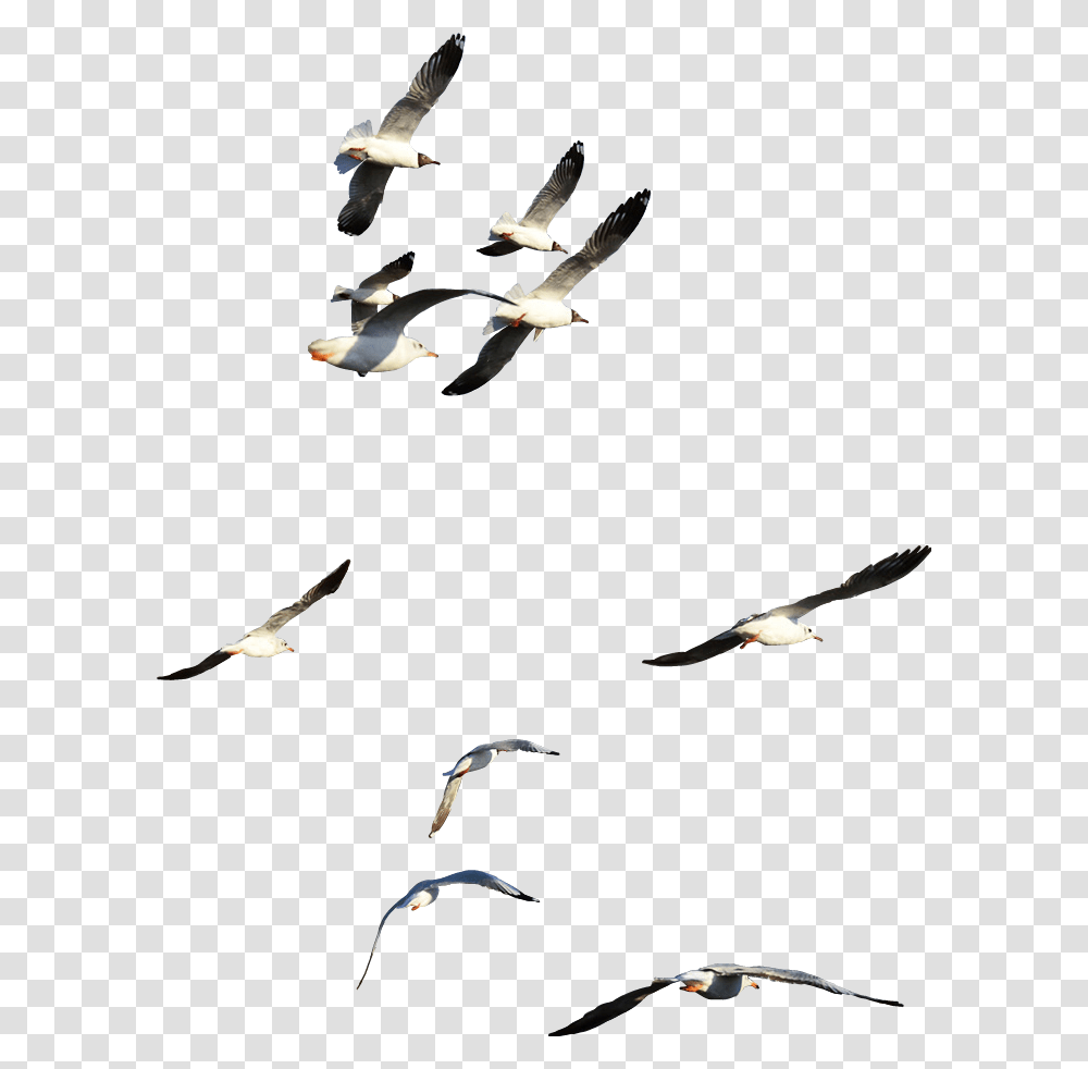 Ftestickers Birds Fly Flying Flyinghigh Onthesky Flock, Animal, Kite Bird, Seagull Transparent Png