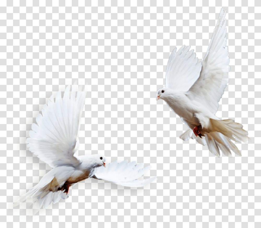 Ftestickers Birds Pigeons Doves White Columbidae, Animal Transparent Png