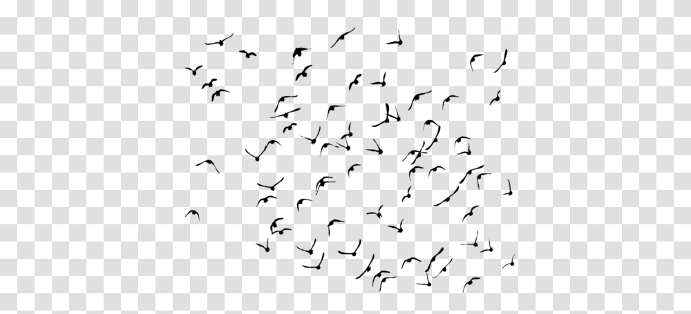 Ftestickers Birds Silhouette Animals Bird Animal Kular Siyah Beyaz, Nature, Outer Space, Astronomy, Universe Transparent Png