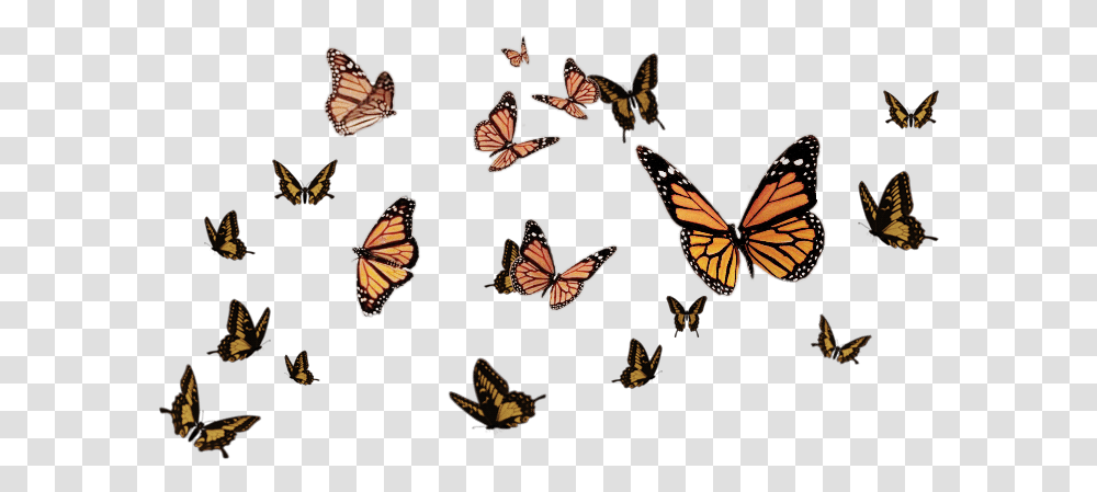 Ftestickers Butterflystickers Butterflies Butterfly Flying Butterflies Background, Insect, Invertebrate, Animal Transparent Png