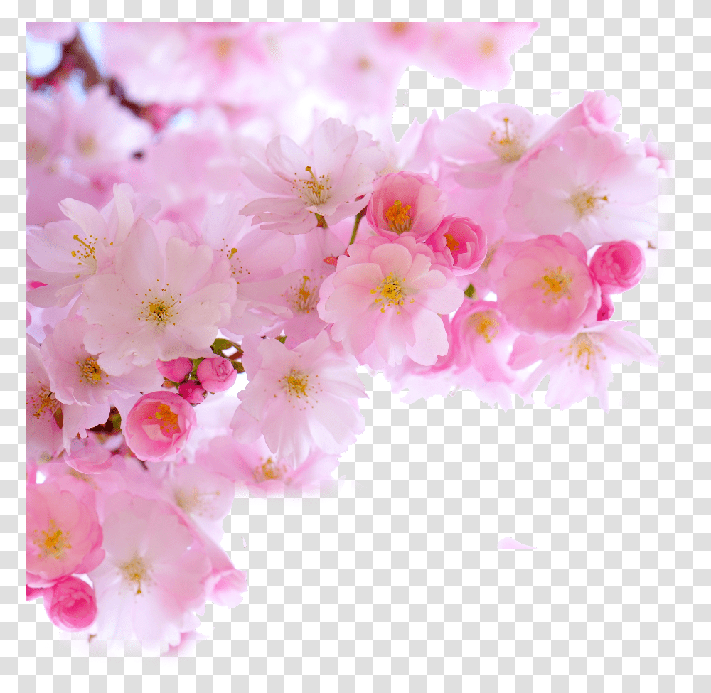 Ftestickers Cherryblossoms Corner Border Pink Cherry Blossom Branch, Plant, Flower, Spring Transparent Png