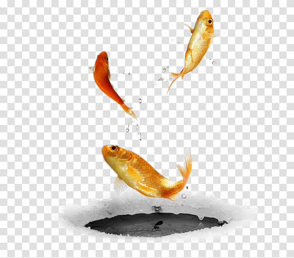 Ftestickers Fishfishes Goldfish Jumping Freetoedit Bird Diving In Water, Animal, Carp, Koi Transparent Png