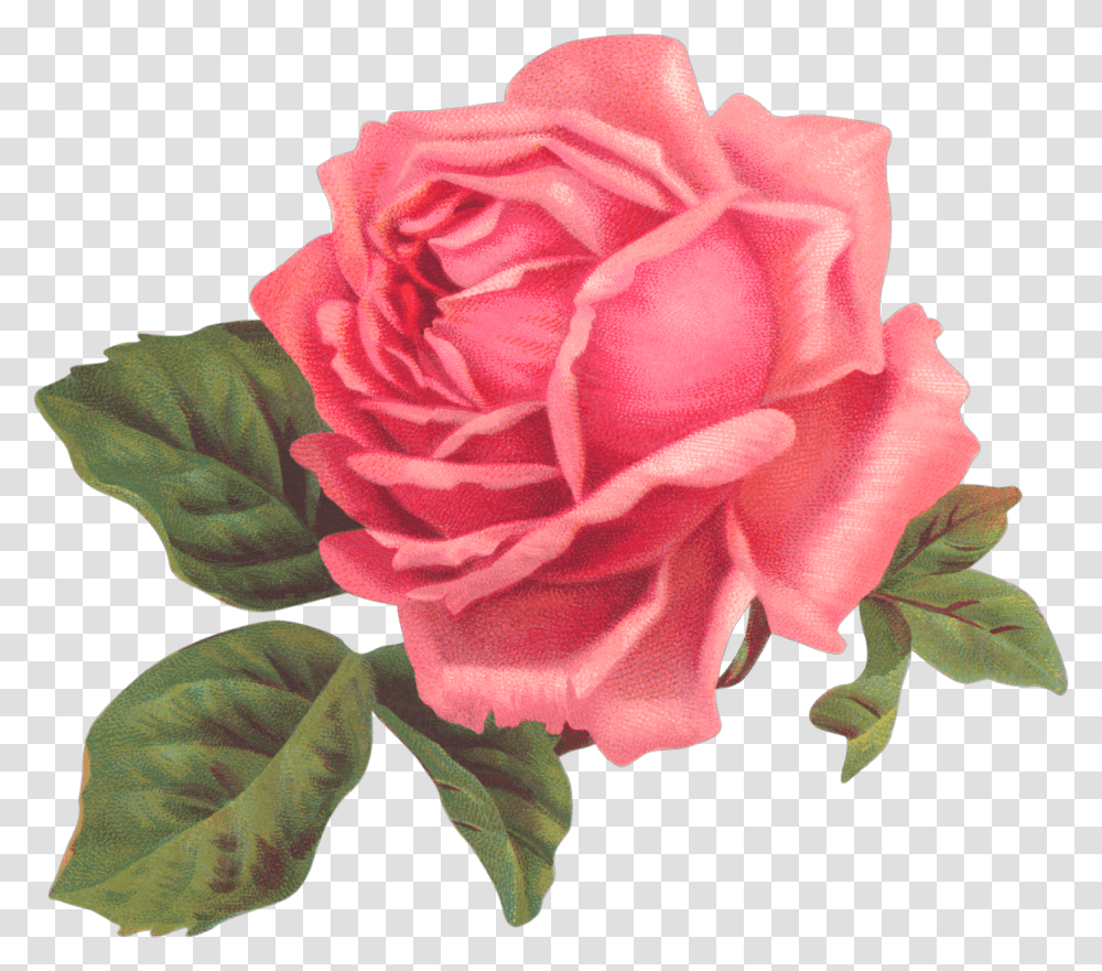 Ftestickers Flower Rose Pink Shabbychic Roses, Plant, Blossom, Petal, Carnation Transparent Png