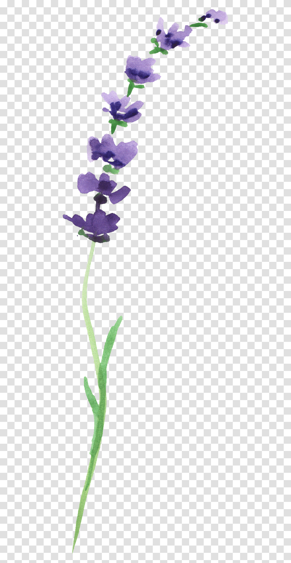 Ftestickers Flower Watercolor Lavender Moth Orchid, Plant, Blossom, Acanthaceae, Iris Transparent Png