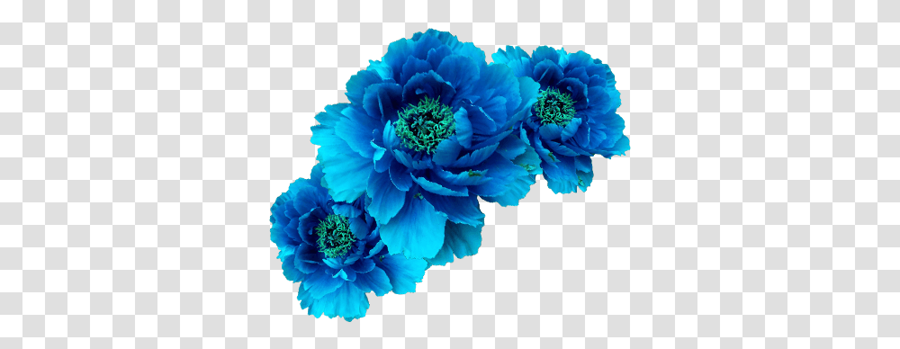 Ftestickers Flowers Flowercrown Blue Blue Flower Crown, Plant, Blossom, Bush, Vegetation Transparent Png