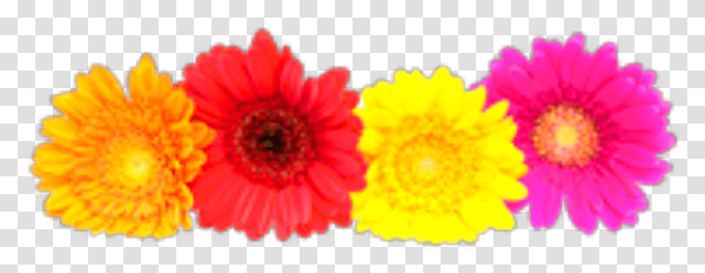 Ftestickers Flowers Flowercrown Gerbera Colorful Gerberas, Plant, Daisy, Daisies, Blossom Transparent Png