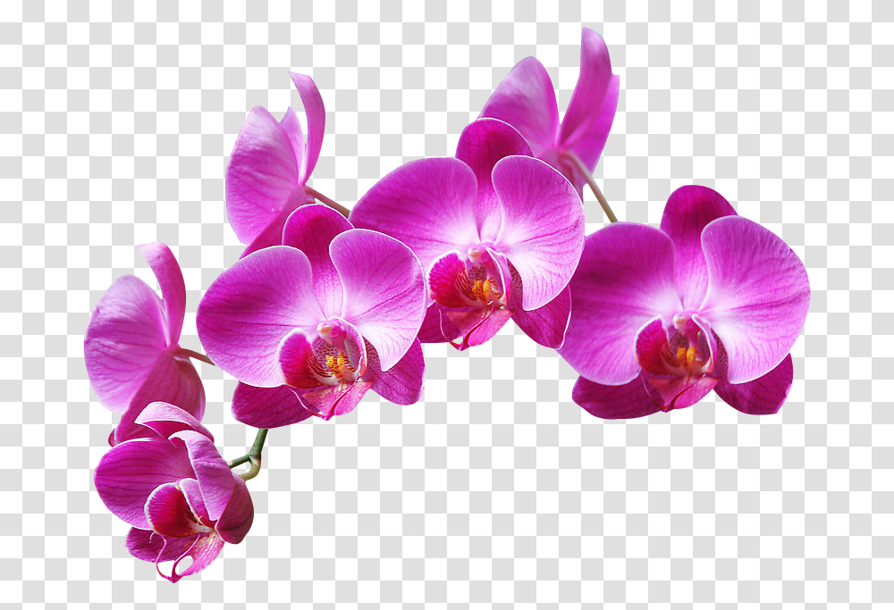 Ftestickers Flowers Purple Orchids, Plant, Blossom Transparent Png