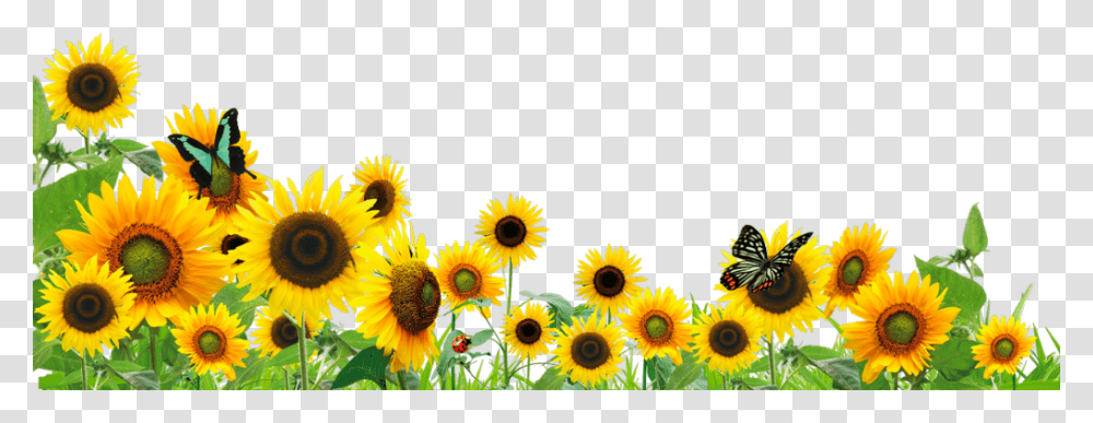 Ftestickers Flowers Sunflowers Butterfly Border Sunflowers, Plant, Blossom Transparent Png