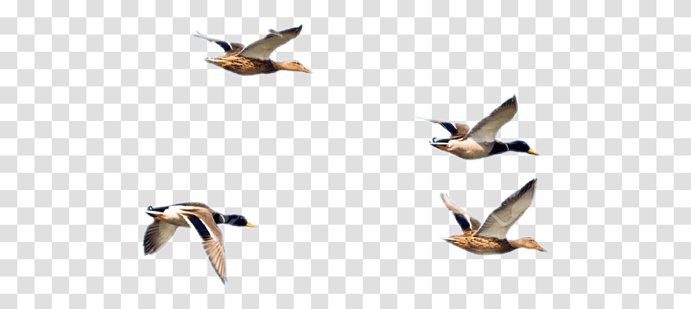 Ftestickers Flying Ducks Birds Birds On Sky, Animal, Person, People, Waterfowl Transparent Png