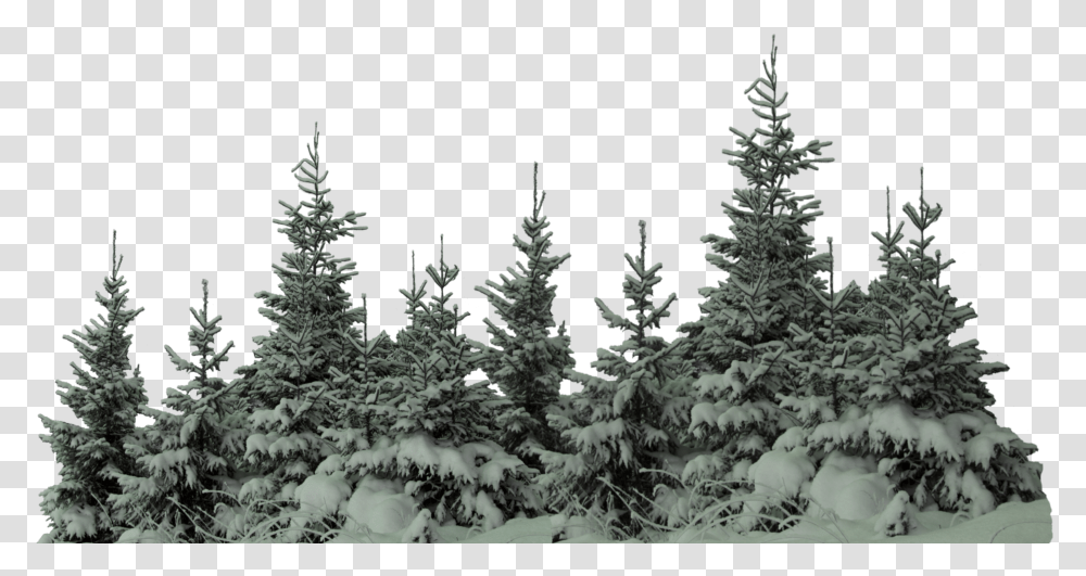 Ftestickers Forest Trees Freetoedit Tree With Snow, Plant, Fir, Abies, Conifer Transparent Png